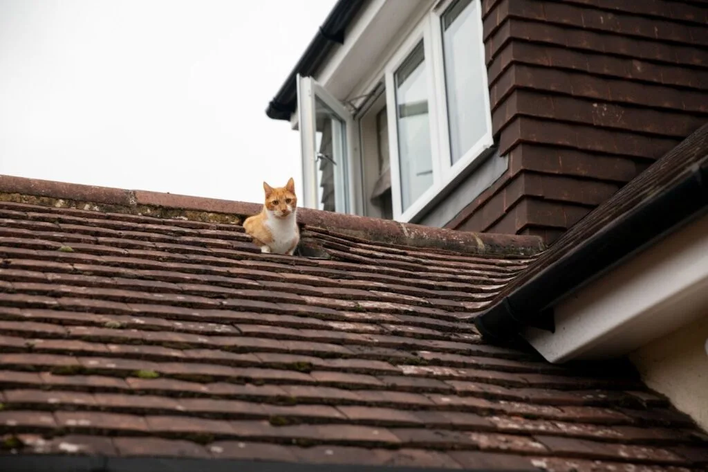 Ginger cat sitting on a tiled residential roof near a white window.